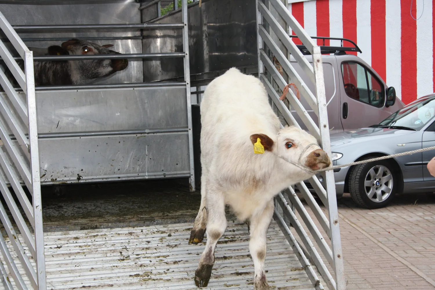 The cow brought for the rites, led down from the trailer.